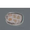 shells on a mirror